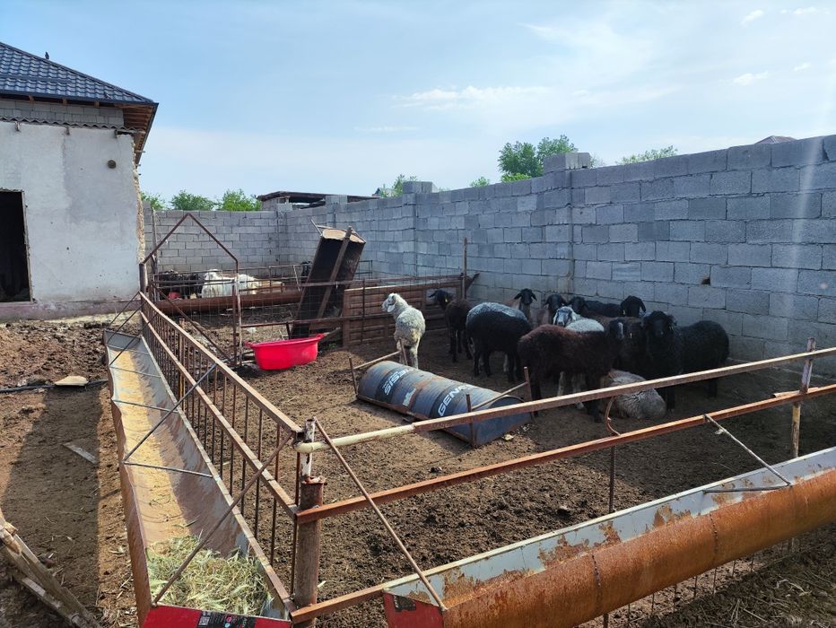 Оралман 5 көшеде үй сатылады