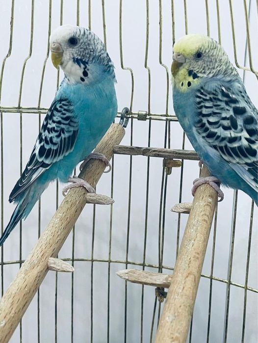 Продам волнистый попугай