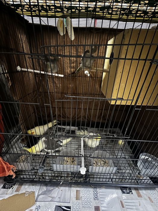 POPUGAY KARELLA. zudlik bilan sotiladi‼️‼️‼️