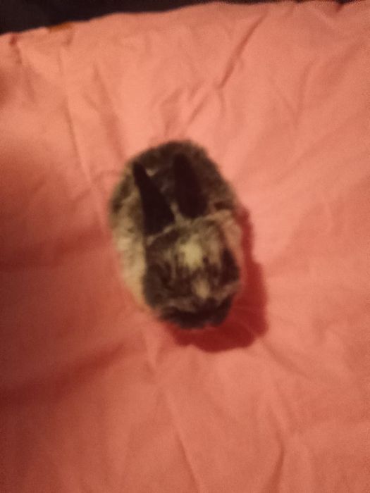 Декоративные кролики