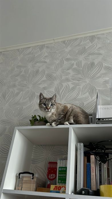 голубоглазая кошка в добрые руки!