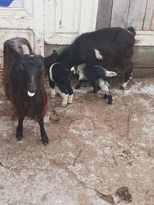 Vand 2 capre  bune de lapte și iezi, blânde și frumoase