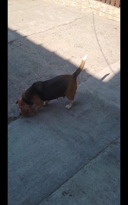 Dau spre adopție