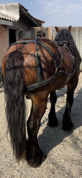 Vand 2 armasari unu de 4 si unu de 5 anii