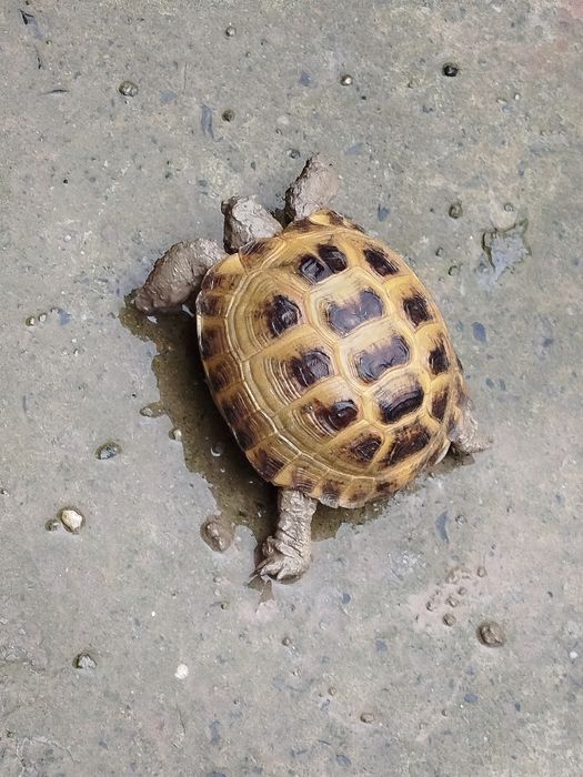 Toshbaqa sotiladi!!!