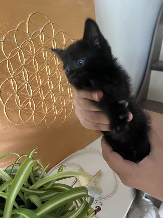 Котенок девочка 1 месяц