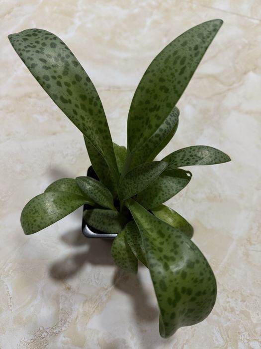 Продам комнатные цветы , дифенбахия