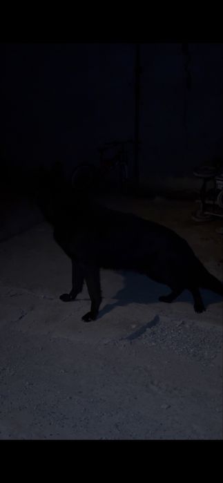 Овчарка сатылады