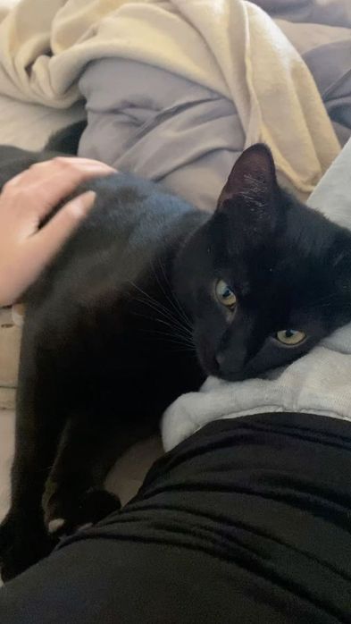 Mushuk sotiladi parodasini bilmiman ruchnoy