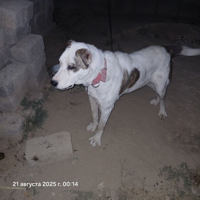 Алапар молодой Течкасы жақын