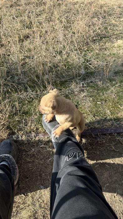 Щенок пидбультерьера