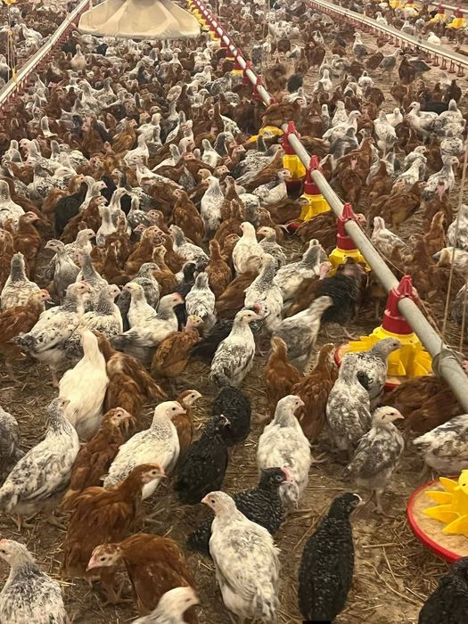 Pui Alb de carne Pui rasă mixtă Roșu Kabir și Porumbac