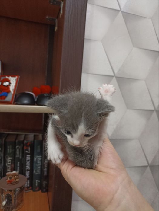 Отдам даром котят