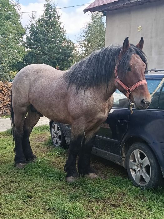 Vând mânz de 3 ani accept și unele schimburi