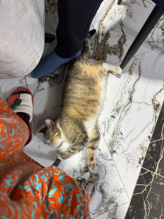 СРОЧНО! Отдам котят в добрые руки!
