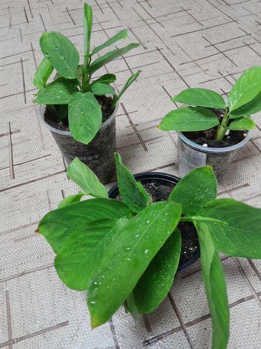 Продам цветок Ктенанта 1000