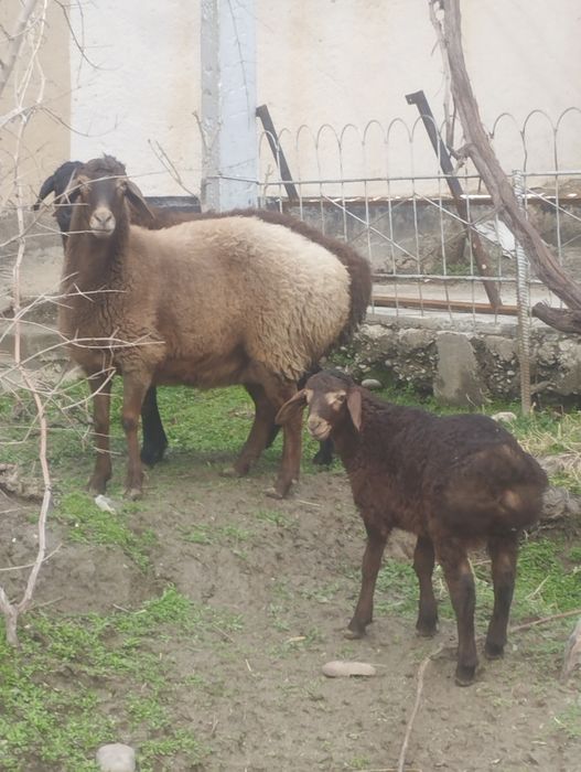 Arashan sovliq 2 chi bolasi quchqor srochna sotaman