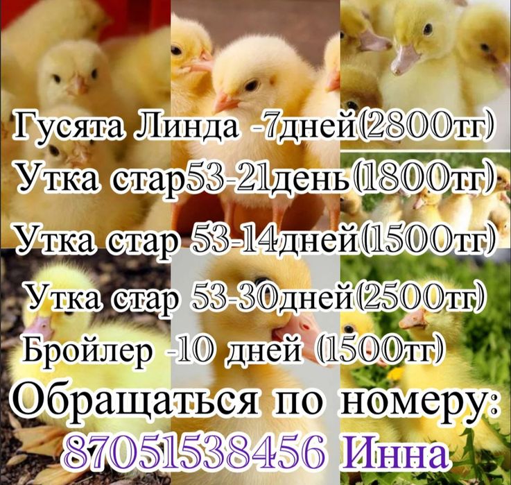 Птица,утка гусь ,бролер