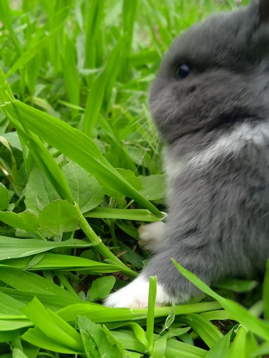 Кролик Декартивный