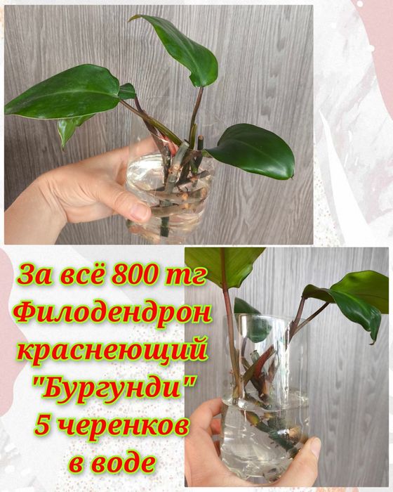 Глоксинии, гименокаллис, филодендроны и др.