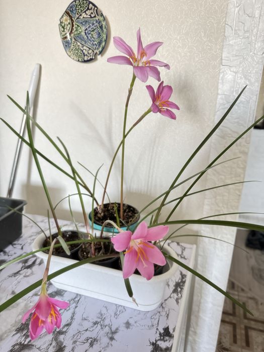 Дождевая лилия зефирантес