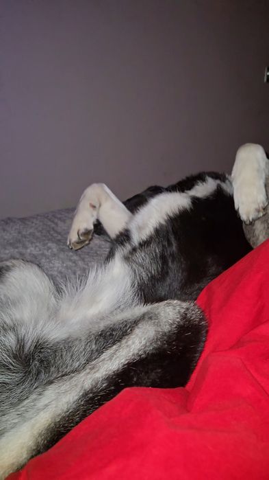 Catelusa unica adoptie