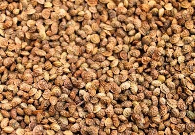 Семена Эспарцета