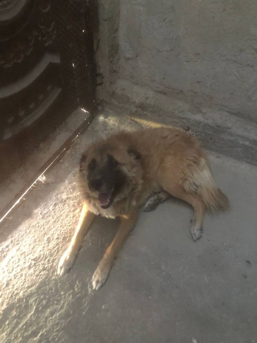 Собака одам хорошие руки