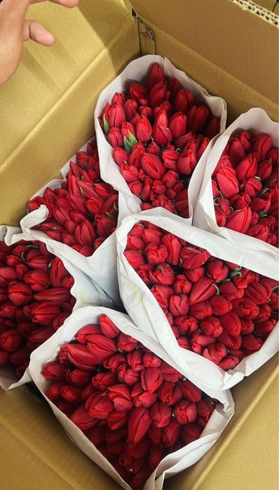 Тюльпаны цветы 8 марта