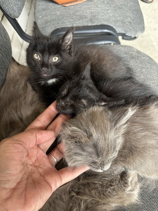 Отдам котенка бесплатно