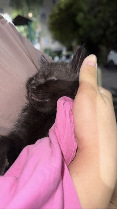 В добрые руки котенок