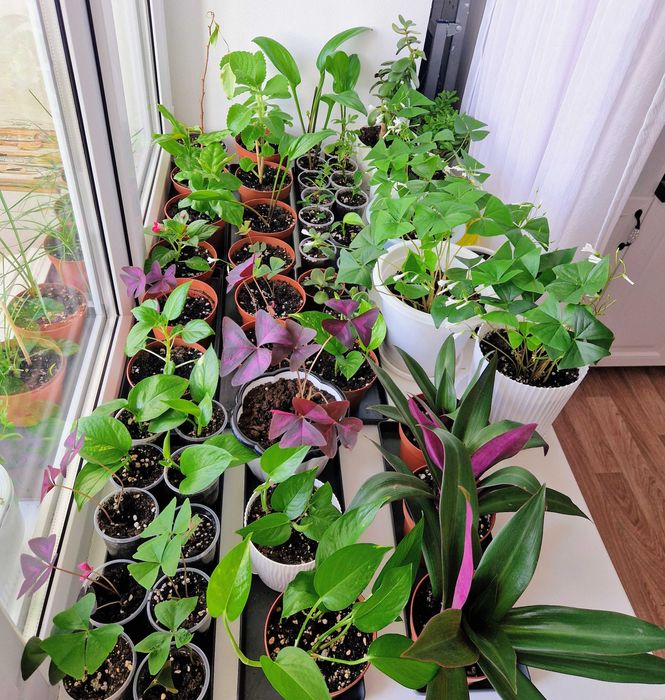 Комнатные растения/черенки/цветы от 400 тг