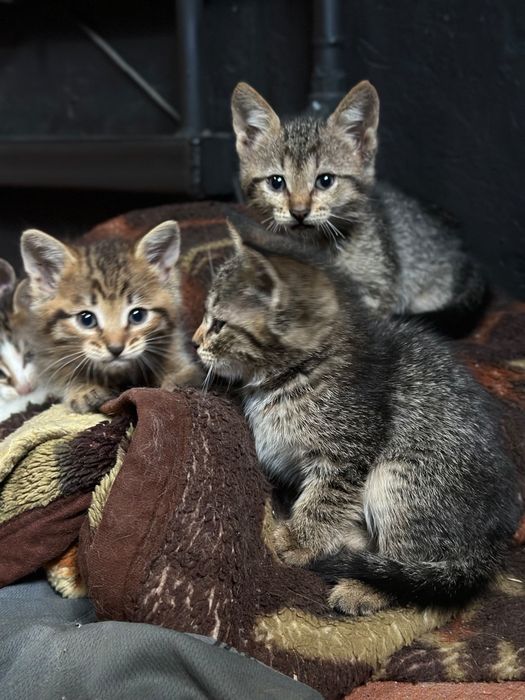 Отдам котят в добрые руки