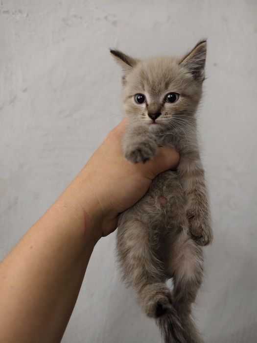 Отдам котят мальчики