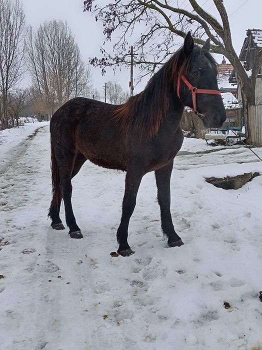 Vând mânză de un an și 8 luni