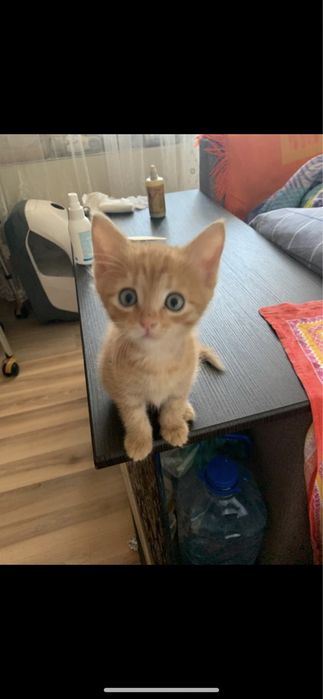 Котята рыжие