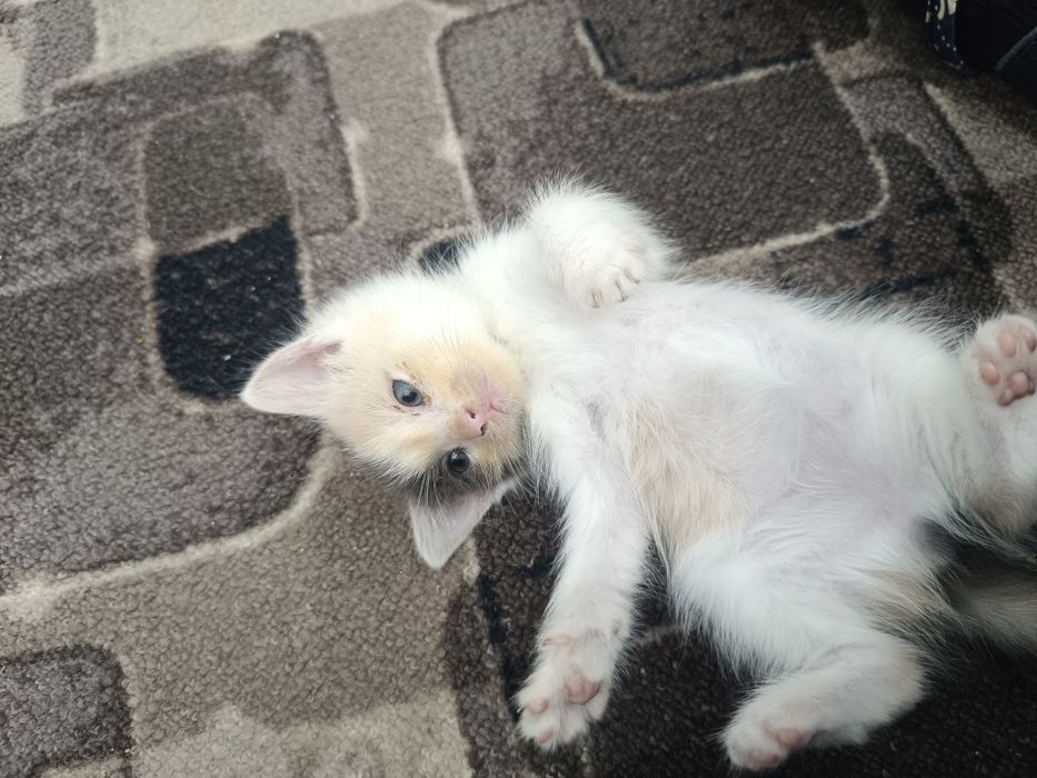 Отдам котят в добрые руки