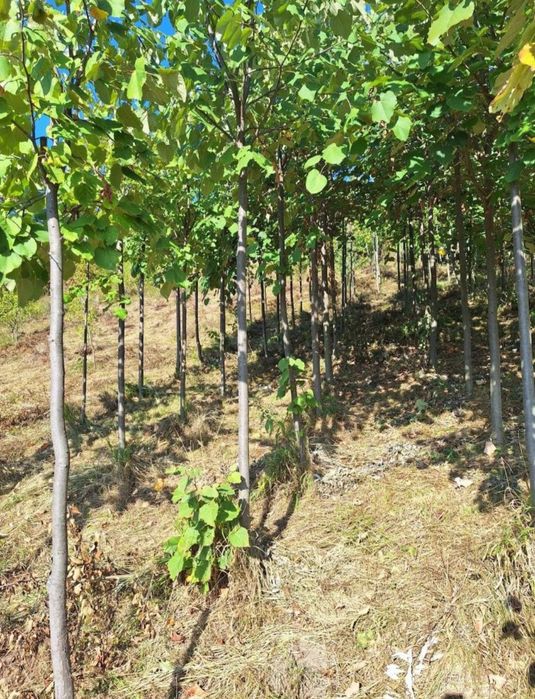 Tei de floare (tilia)