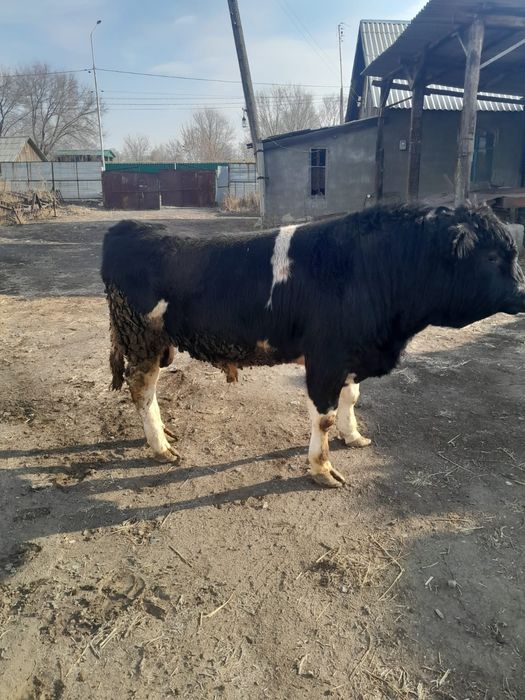 Продам племеного быка