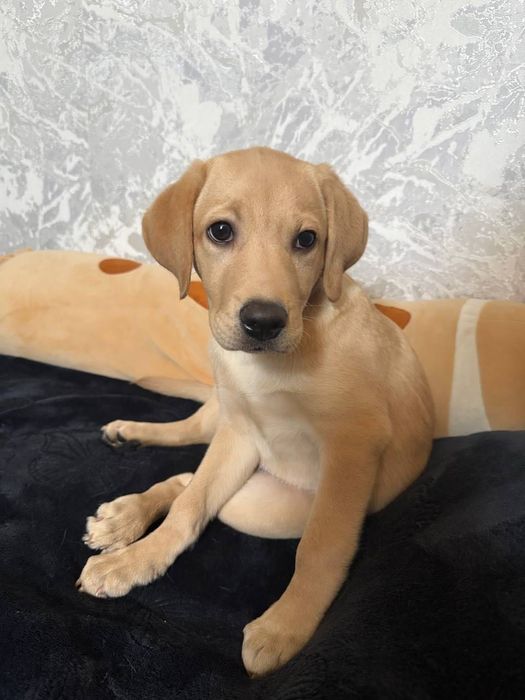 Лучший щенок лабрадора