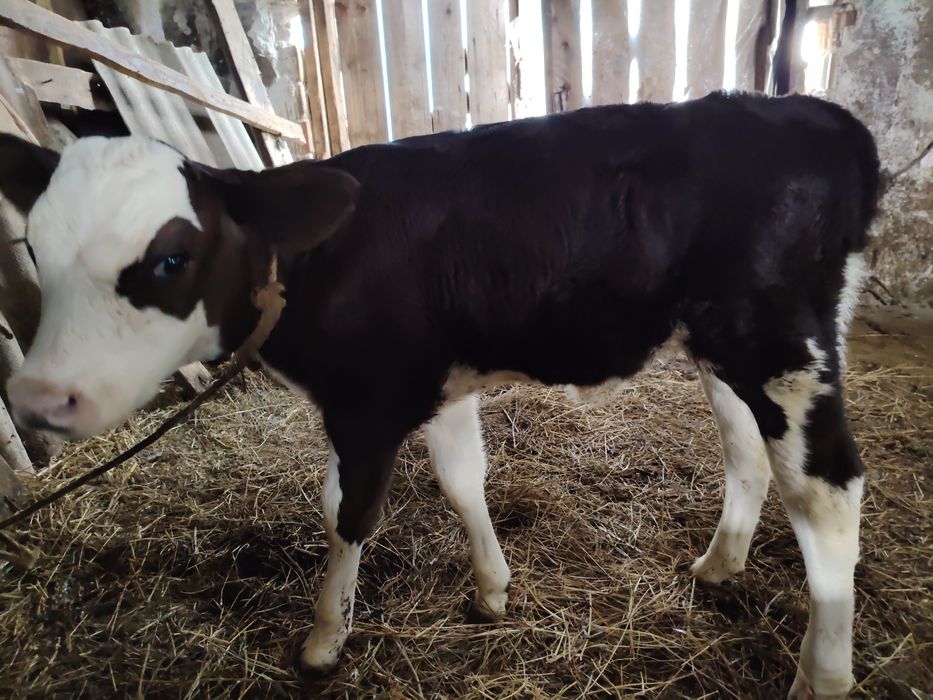 Vând viței, mai multe detalii la nr. Tel. 0770517047