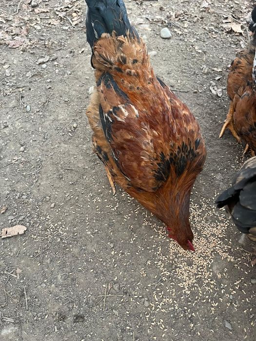 Продам кучинских петухов