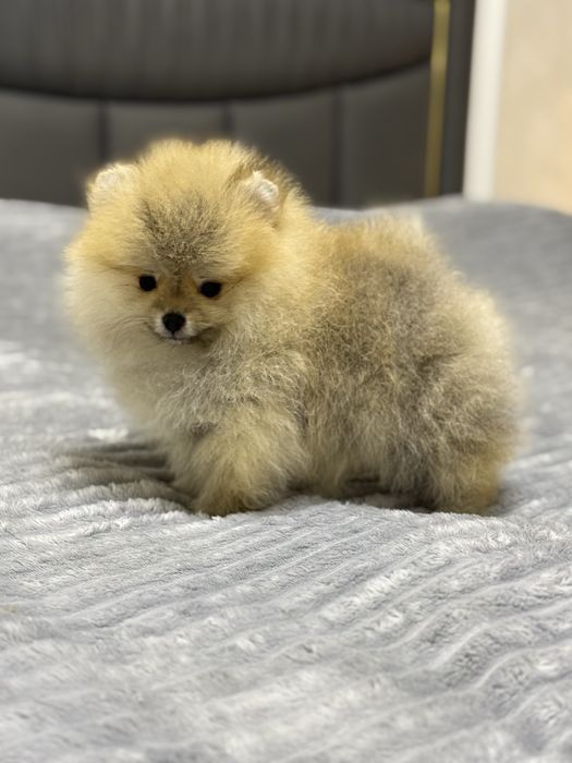 Померанский шпиц (гарантированно миник)