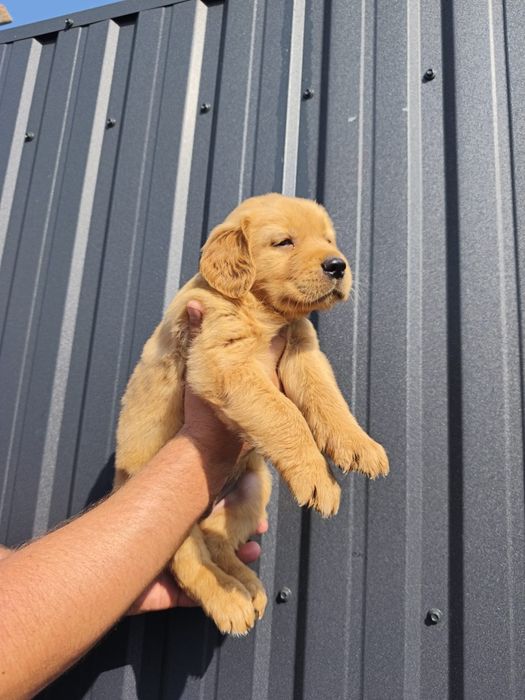 Golden retriever 8 săptămâni Părinții cu pedigree