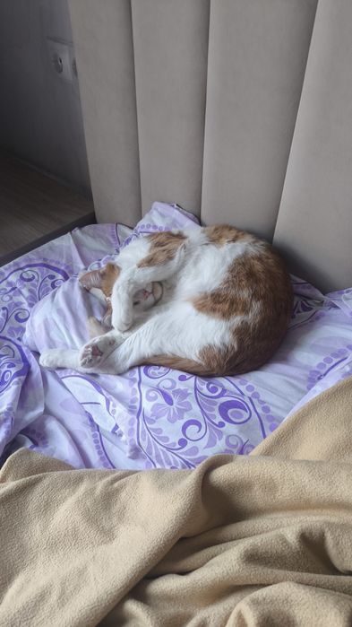 Рыжий кот для вас