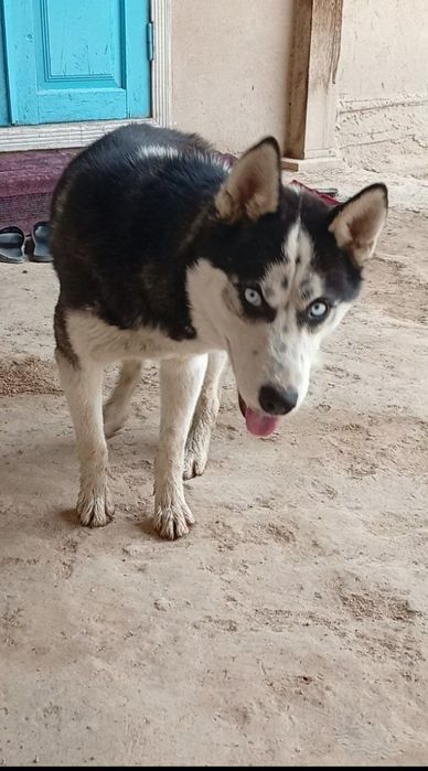 It sotiladi manzil Samarqand viloyati Urgut