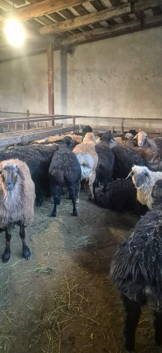 Продаю жирных Баранов