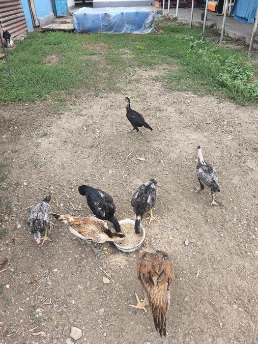 Продам дакан куриц цыплят
