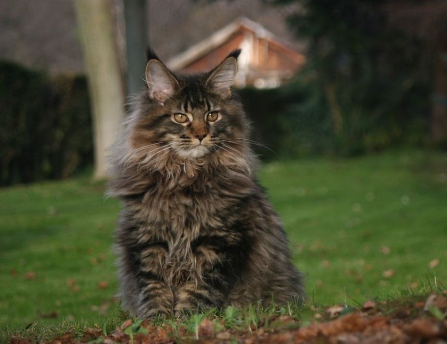 Мейн Куун (Maine Coon)