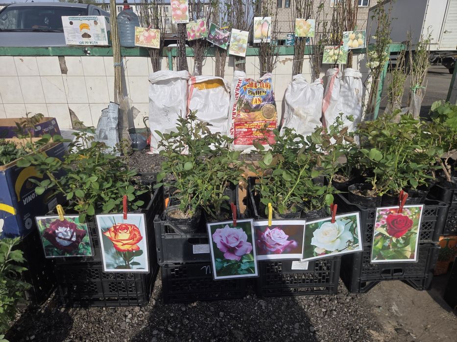 Рассада все вида!